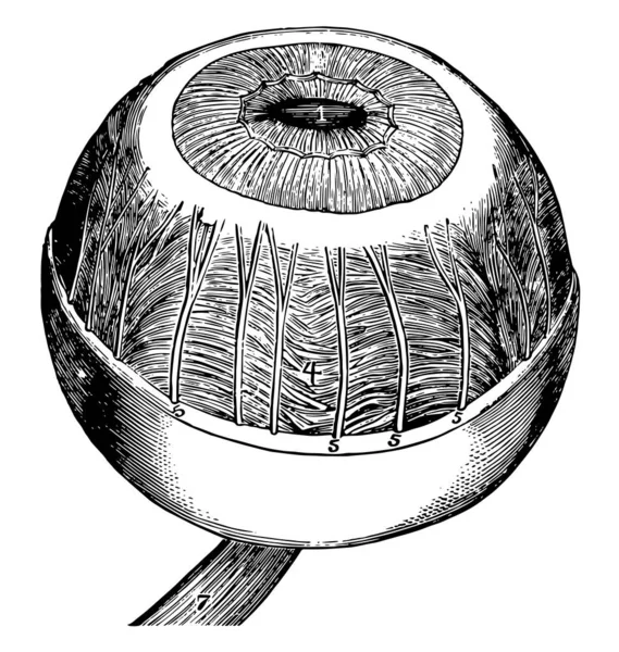 Esta Ilustración Representa Iris Ciliary Muscle Coroides Dibujo Línea Vintage — Vector de stock