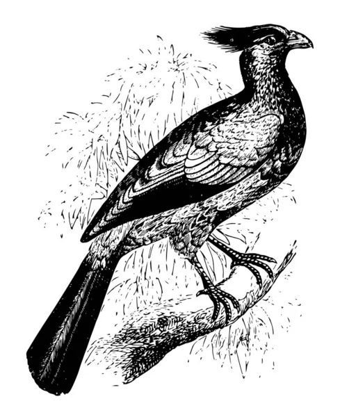 Crested Touraco Una Specie Uccello Africano Disegno Linee Vintage Incisione — Vettoriale Stock
