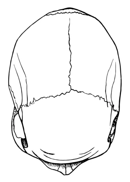 ภาพน แสดงถ Dolichocephalic Cranium ภาพวาดเส นเทจหร อการแกะสล — ภาพเวกเตอร์สต็อก