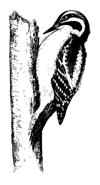 前方になっている つの指と つの下位 ヴィンテージの線画や彫刻イラスト セジロコゲラ — ストックベクタ