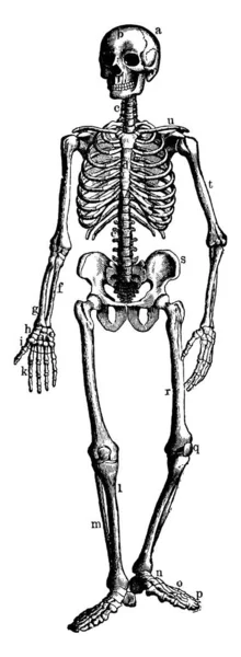 这个插图代表骨和软骨骨架 复古线条画或雕刻插图 — 图库矢量图片