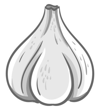 Beyaz sarımsak, illüstrasyon, beyaz arkaplanda vektör