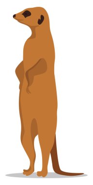 Meerkat hayvanı, illüstrasyon, beyaz arkaplan üzerindeki vektör