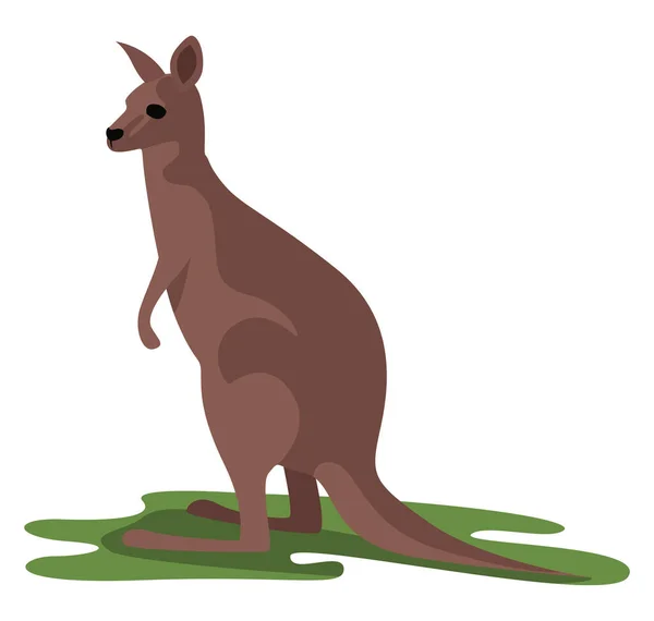 Kangaroo Animal Illustration Vector White Background — Stock Vector