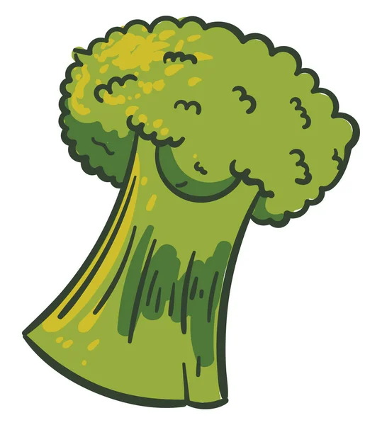 Vacker Broccoli Illustration Vektor Vit Bakgrund — Stock vektor