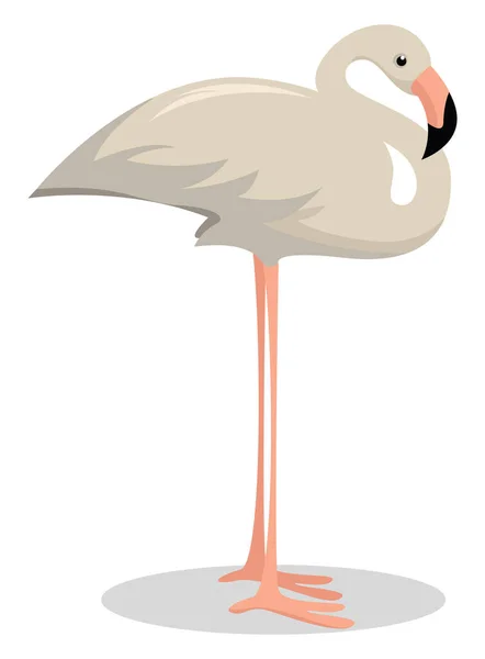 Albino Flamingo Иллюстрация Вектор Белом Фоне — стоковый вектор