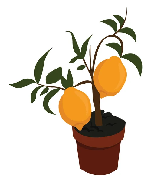 Limão Árvore Vaso Ilustração Vetor Sobre Fundo Branco —  Vetores de Stock
