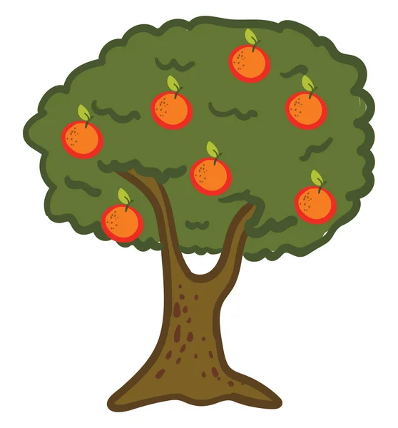 Pomerančový Strom Ilustrace Vektor Bílém Pozadí — Stockový vektor