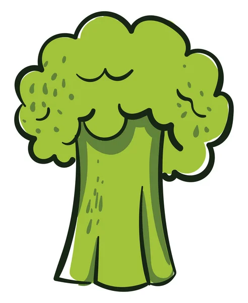 Verse Broccoli Illustratie Vector Witte Achtergrond — Stockvector