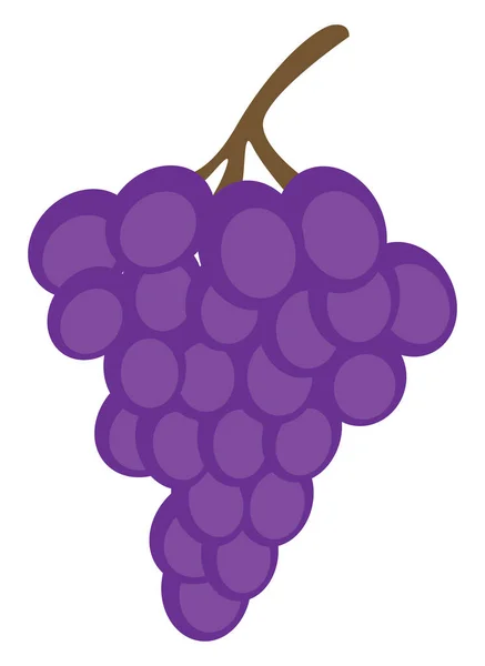 Uvas Púrpuras Ilustración Vector Sobre Fondo Blanco — Archivo Imágenes Vectoriales