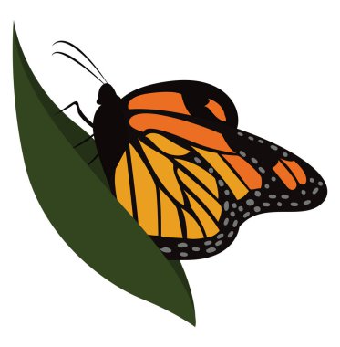 Yaprak üzerindeki kelebek, illüstrasyon, beyaz arkaplan üzerindeki vektör