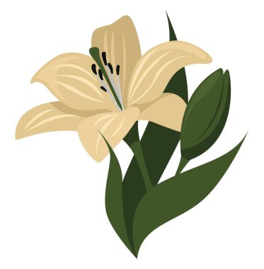 Lilium çiçeği, illüstrasyon, beyaz arkaplanda vektör