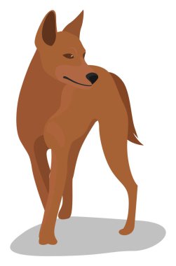 Dingo dog, illüstrasyon, beyaz arkaplan vektörü