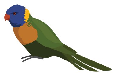 Hindistan cevizi lori, illüstrasyon, beyaz arkaplanda vektör