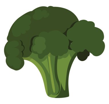 Taze brokoli, illüstrasyon, beyaz arkaplanda vektör