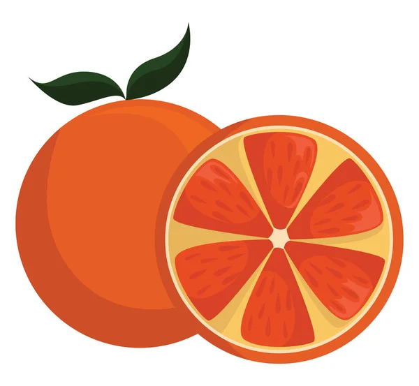 Pomelo Ilustración Vector Sobre Fondo Blanco — Vector de stock