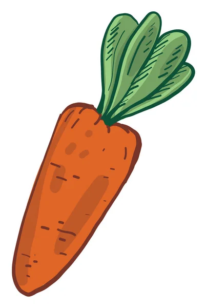 Fresh Orange Carrot Illustration Vector White Background — Stock Vector