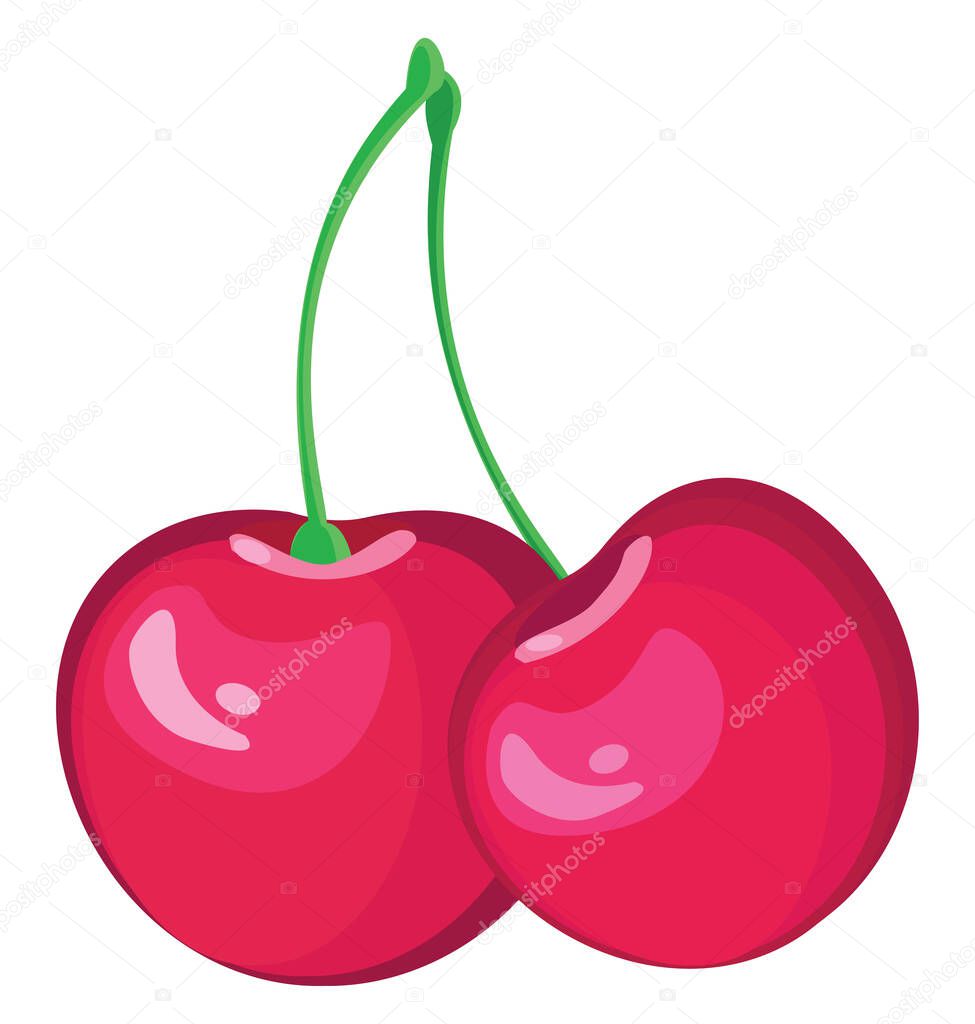 Fresh cherries, illustration, vector on white background