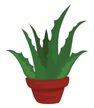 Esrardaki Aloe, illüstrasyon, beyaz arkaplan üzerindeki vektör