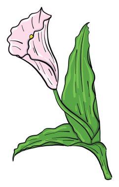 Pembe çiçek kallası, illüstrasyon, beyaz arkaplanda vektör