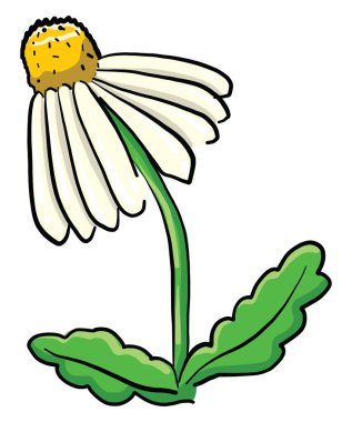 Papatya çiçeği, illüstrasyon, beyaz arkaplanda vektör