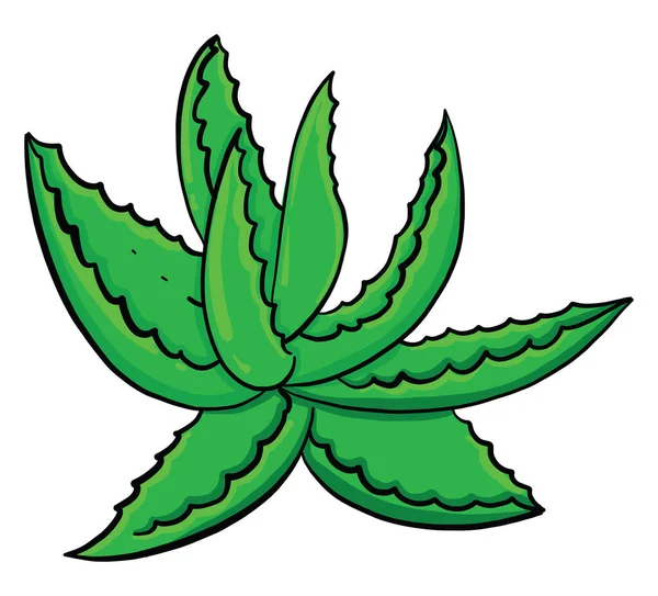 Grüne Aloe Illustration Vektor Auf Weißem Hintergrund — Stockvektor