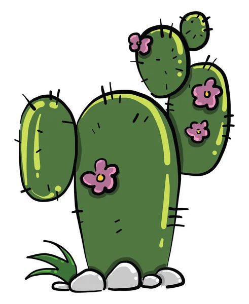Grön Kaktus Illustration Vektor Vit Bakgrund — Stock vektor