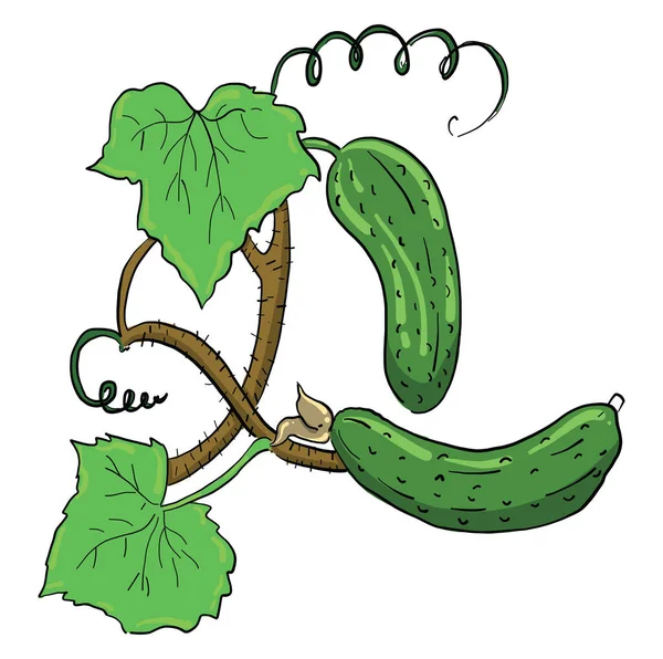 Fresh Cucumber Illustration Vector White Background — Stock Vector