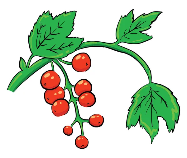 Rote Johannisbeere Illustration Vektor Auf Weißem Hintergrund — Stockvektor