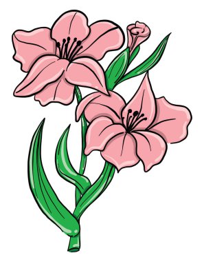 Pembe gladiolus, illüstrasyon, beyaz arkaplanda vektör