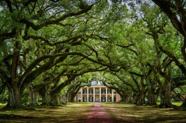 Oak Alley plantasyon tarihi alanı New Orleans Louisiana ABD