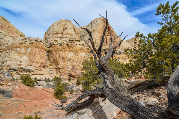 Utah 'taki Capitol Resifi Ulusal Parkı' nda yürüyüş