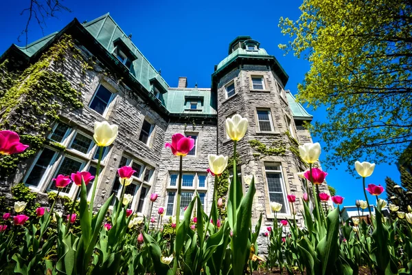 Tulipe Printanière Blanche Rose Devant Hôtel Ville Saint Hyacinthe — Photo