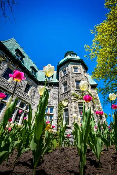 Tulipe Printanière Blanche Rose Devant Hôtel Ville Saint Hyacinthe — Photo