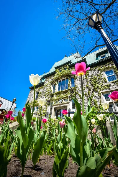 Tulipe Printanière Blanche Rose Devant Hôtel Ville Saint Hyacinthe — Photo