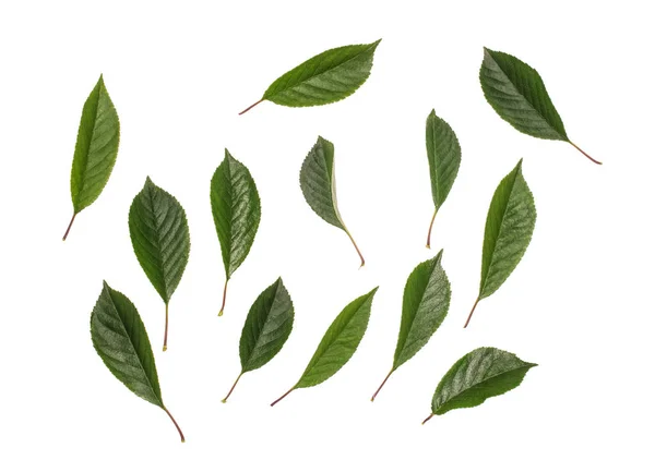 Mladí cherry zelené listy izolované na bílém pozadí — Stock fotografie