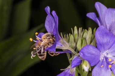 Uçan Arı ve Polemonium caeruleum. Ekili çiçek. Bir yaz bahçesinde büyüyen Jacob merdiven çiçek.