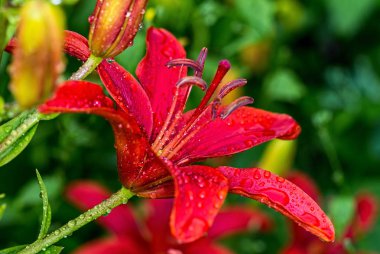 Yağmurdan sonra bahçede çim arka plan üzerinde küçük damlalar ile güzel kırmızı zambak çiçek