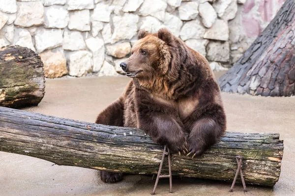 Pensive resting lazy brown bear.