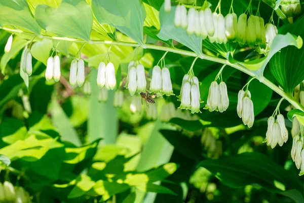 Bee collecting nectar Polygonatum multiflorum — Stock Photo, Image