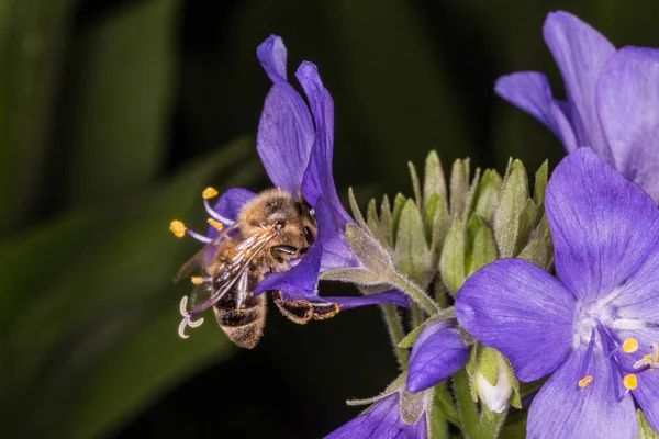 Flying Bee och Polemonium caeruleum. Odlad blomma. Jakobs stege blomma växer i en sommarträdgård. Stockbild