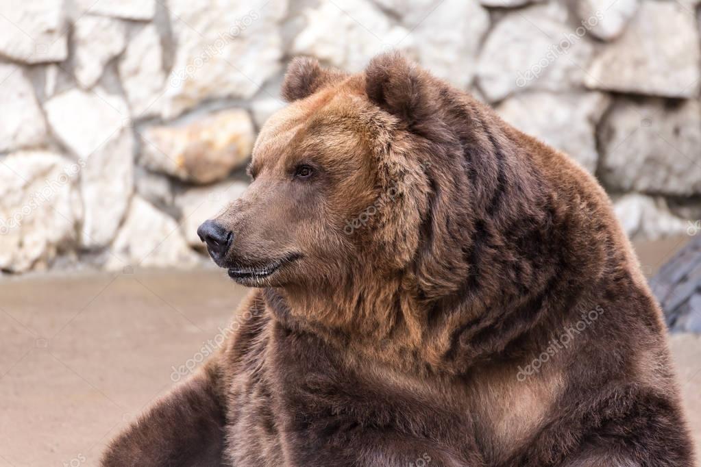 Pensive resting lazy brown bear. 