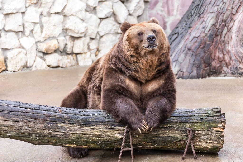 Pensive resting lazy brown bear. 