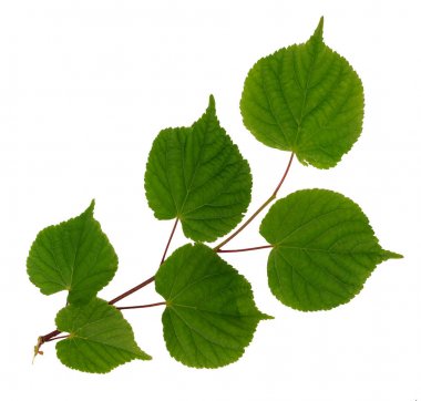 Beyaz izole Linden şube