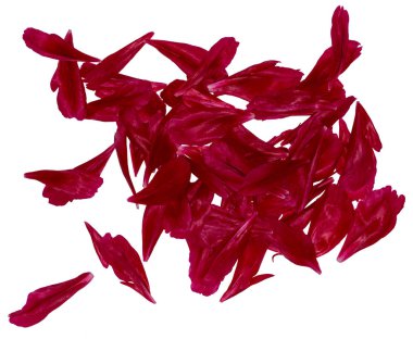 Şakayık yaprakları