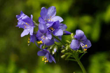 Polemonium caeruleum. Ekili çiçek. Bir yaz bahçesinde büyüyen Jacob merdiven çiçek.