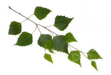 Yaprakları ve huş ağacı dalları