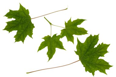 Akçaağaç yaprakları beyaz arkaplanda izole edilmiş