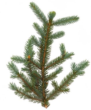 Beyaz arka plan üzerinde köknar dalı. yeşil çam ağacı dal