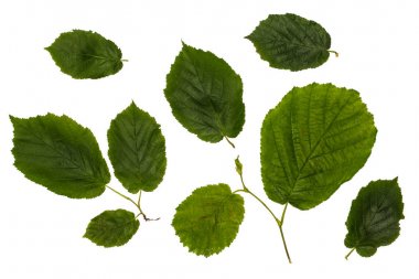 The leaves of the common hazel, hazelnut, green leaves clipart